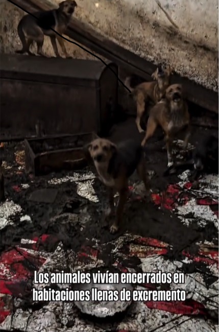 Horror en Lanús: rescataron a 43 perros en condiciones extremas dentro de una casa de acumuladores