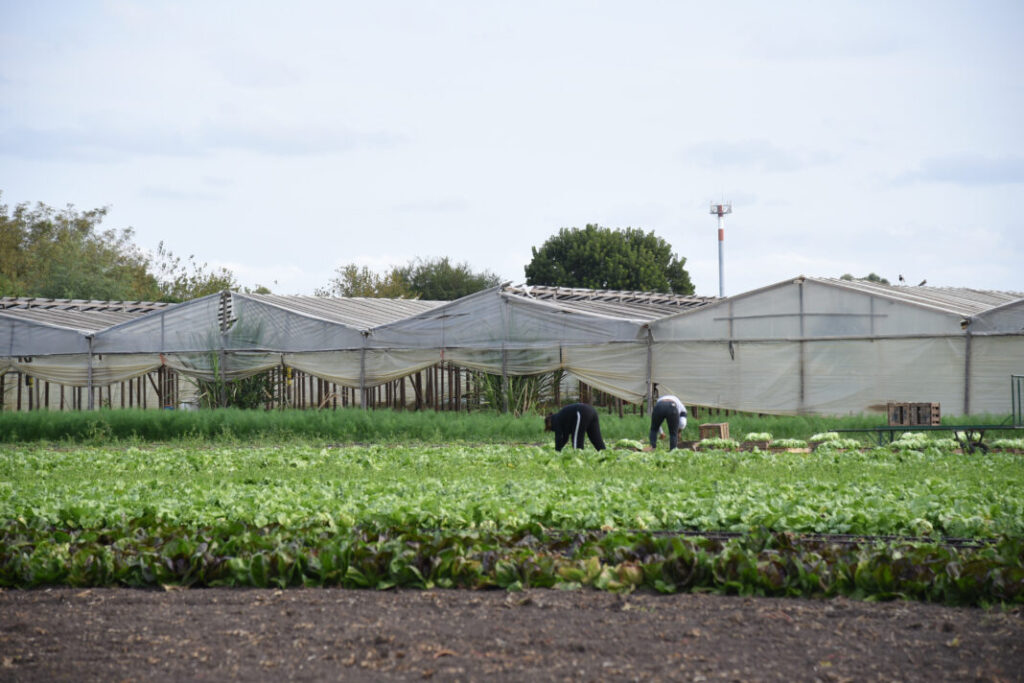 La Plata completa el Relevamiento Florihortícola 2025 y revela la dimensión de su cinturón verde
