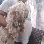 Maltrato animal