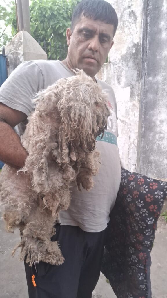 Maltrato animal