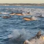 El fascinante video de Mar del Plata que abrió un debate: ¿eran delfines o toninas?